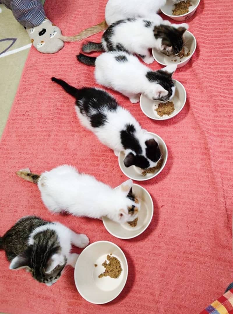 Samukawa Town aims for coexistence between humans and cats, collects donations through club fans Samukawa Town