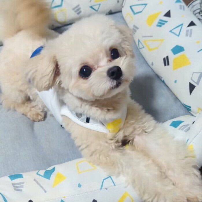 おやつがほしくてバタバタ！大きな目で見つめる愛犬にキュンとしてしまう！