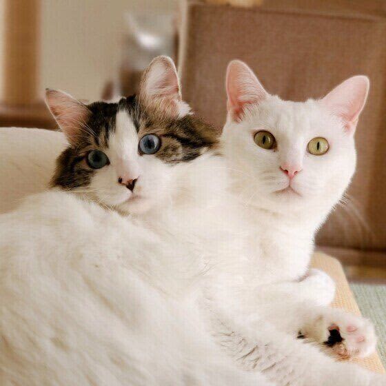 猫の命をつなげる「預かりボランティア」という役割　自分にもできる？