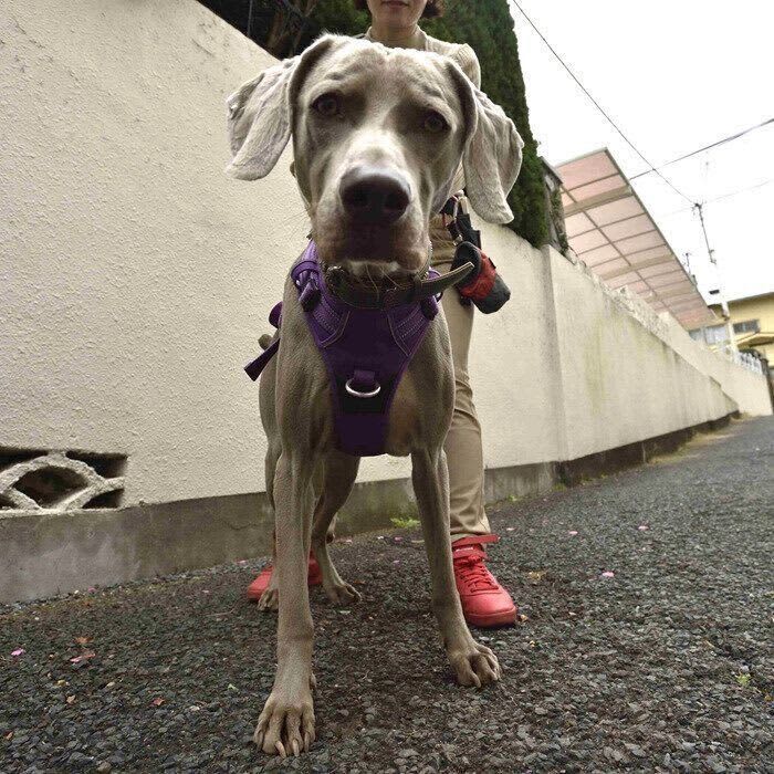 じつは恐怖を与えていた⁉　犬目線でわかった「散歩ギライの理由」