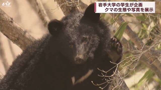 Proper understanding of bear ecology: An exhibition organized by the Iwate University Asiatic Black Bear Research Group [Iwate/Morioka City]