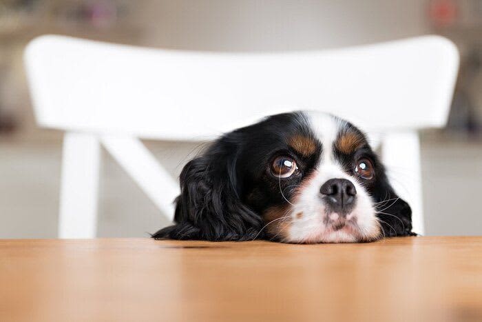年末年始は増えやすい「冬に気をつけたい犬の誤飲トラブル」