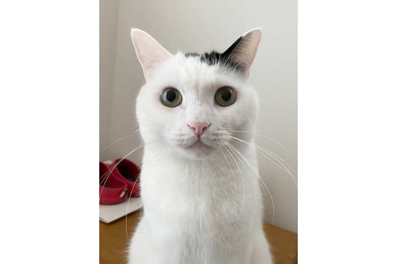 ``I was able to take an ID photo'' of a cat looking at the camera with a serious expression. 6.7 likes...