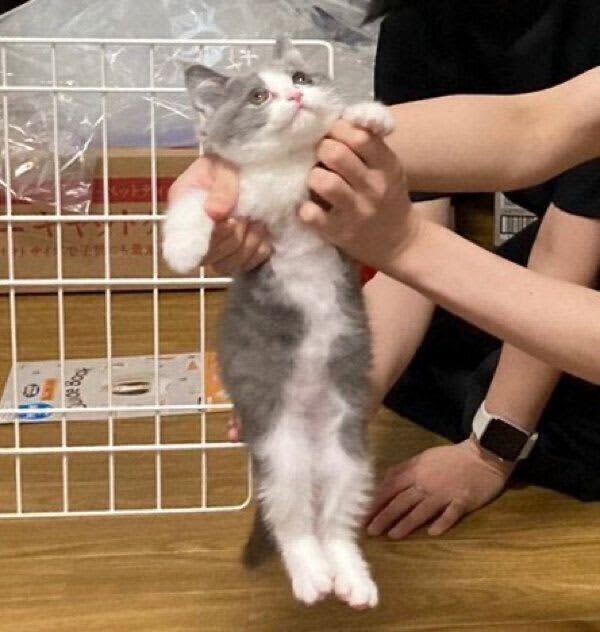 お迎えして初めて撮った写真で「めちゃおもろい顔」をしていた子猫　撮影エピソードが微笑ま…