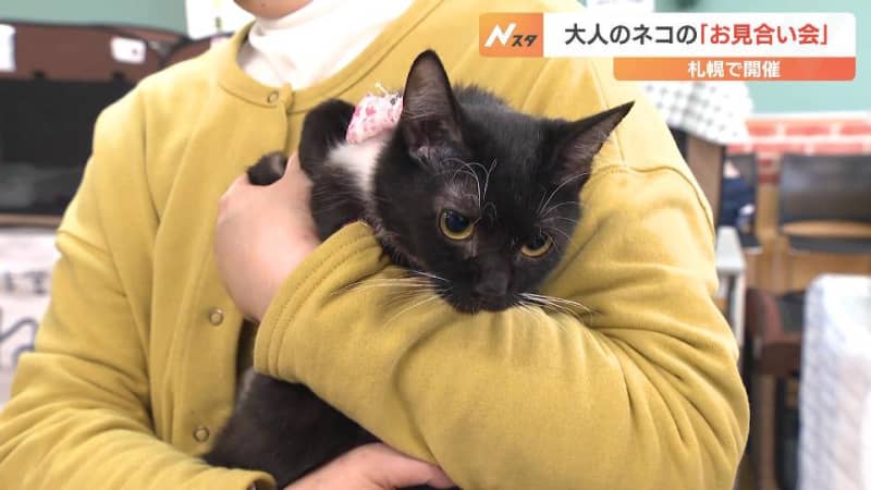 Adoption event for rescued cats: ``I would like to keep one if it is compatible with the native cat I have at home.'' Students and staff work together with the goal of zero killing...