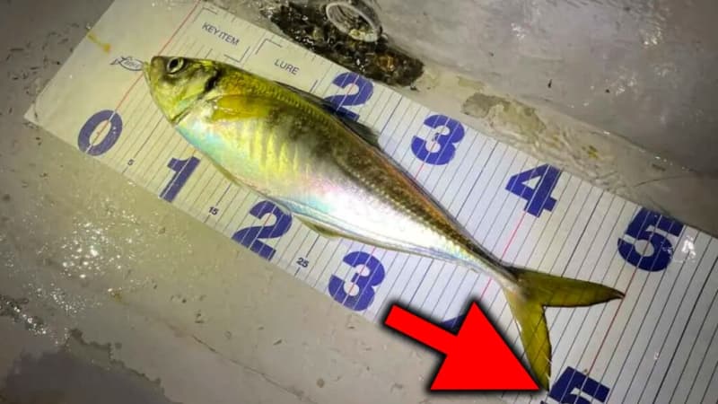 [Giant horse mackerel] Tokyo Bay is in trouble!Capture a size that exceeds common sense!