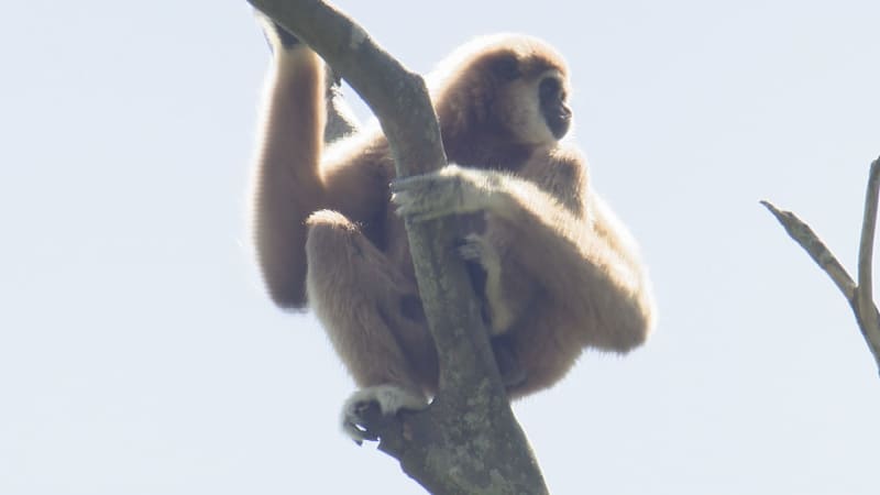 ⚡｜【速報】動物園からシロテテナガザル一時逃げ出す　捕獲されけが人なし　山口・宇部　ときわ動物園