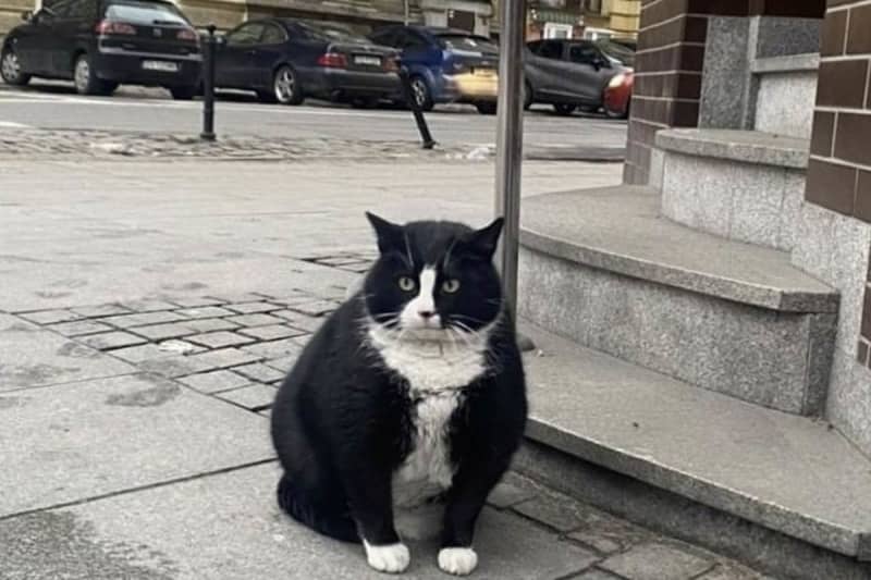 ``Polish tourist attraction'' Chubby stray cat Gacek is on a strict diet with his foster parents