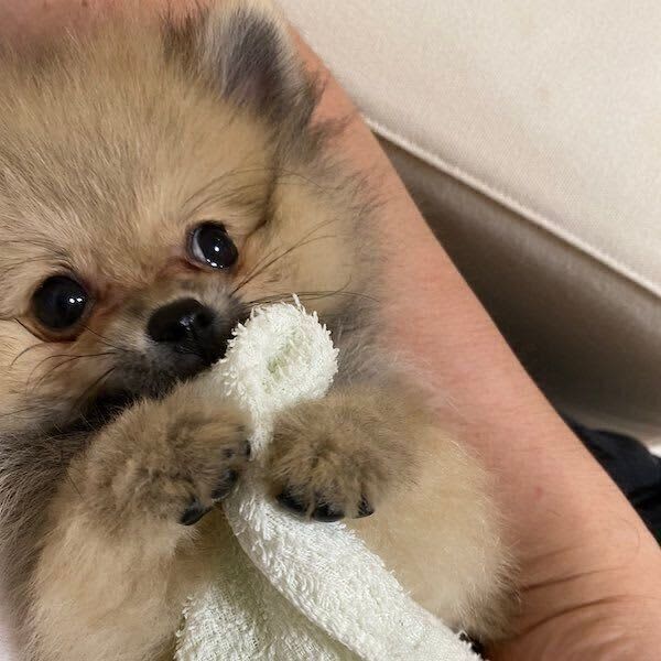 A Pomeranian puppy with adorable eyes → A heartwarming look at the before and after growth after 2 years!