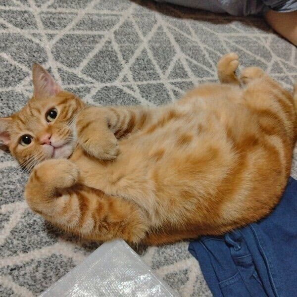 片付けどころじゃない！　荷物を占領する猫の姿に「あざとかわいいの極み」「諦めるしかない…