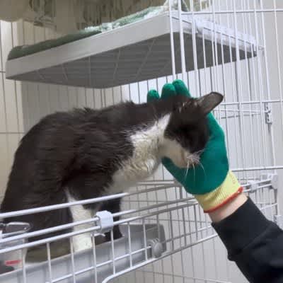 The cat was starving for love...The cat had changed dramatically after 5 days of being rescued. ``I'm moved by the miraculous recovery'' and ``I'm even happier...''