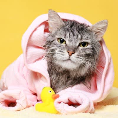 Recommended for cats who don't like water!3 ways to clean your cat without bathing it