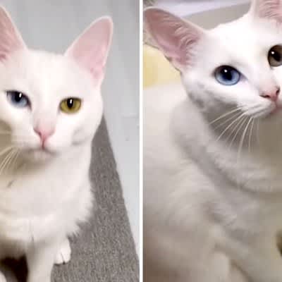 I can't tell the difference between Odd-Eyed's snow-white sister cats!The owner was confused, but said, ``Such beautiful sisters...
