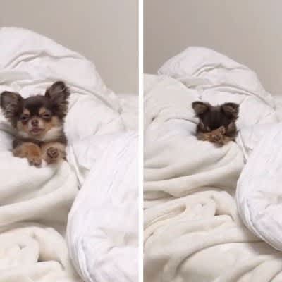 ``It's the cutest thing when it rubs its face'' ``It's such a happy environment'' A Chihuahua desperately stays awake waiting for its owner to go to bed...