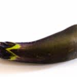 Nagoya University discovers that natural ingredients extracted from eggplant stems inhibit the growth of cervical cancer cells