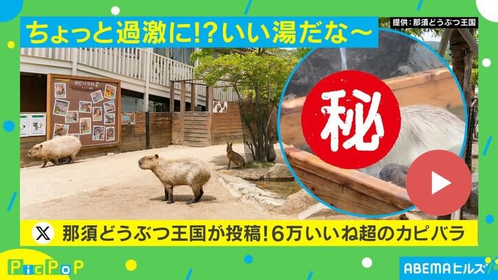 Capybara “walks down the waterfall” at a hot spring! ?Reactions to the unique behavior included, ``Isn't it good to have a lot of momentum?'' ``I'm listening!''