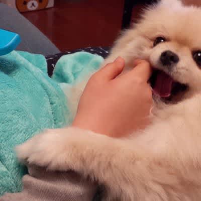 ``So cute!'' The Pomeranian's bite attack that made 6 people squirm in agony is irresistible. ``I'm breathing hard.'' ``...