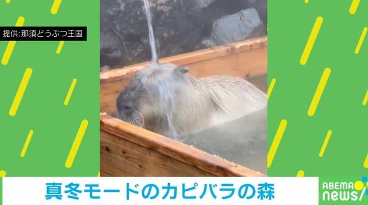 Capybara “walks down the waterfall” at a hot spring! ?Reactions to the unique behavior included, ``Isn't it good to have a lot of momentum?'' ``I'm listening!''