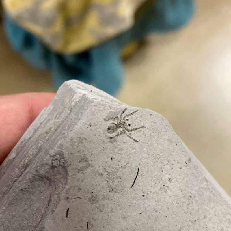 This is nothing but romance. Excitement over the ``spider fossil'' discovered during the fossil-cracking experience: ``It looks like a new movie is about to begin.''