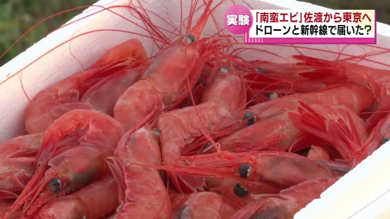 ドローンと新幹線で佐渡から東京へ　県の特産「南蛮エビ」を輸送する実証実験 《新…