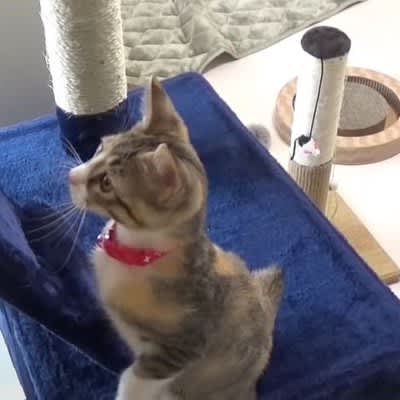 The fearful kitten's ``first cat tower'' is so cute that it's becoming a hot topic, and the owner says ``Cute'' and ``Cute'' as she takes on the challenge...