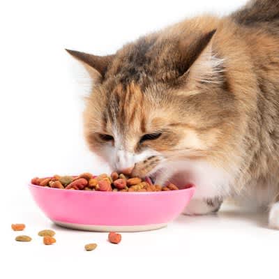 4 signs your cat is eating too much, including possible risks and countermeasures