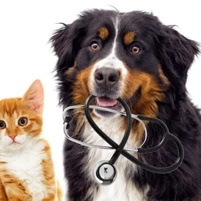 Pros and cons of mobile veterinary therapy established in California