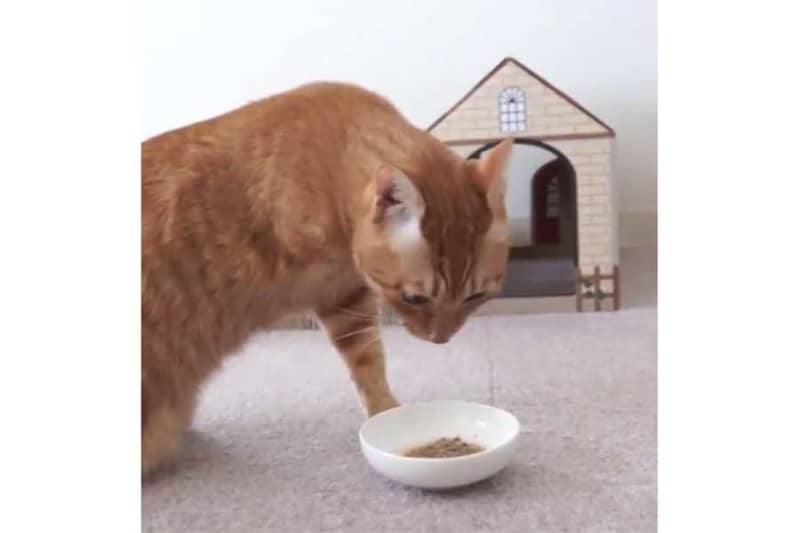 A kitten who lost both right legs is rescued. ``No matter what condition it is in, I will take responsibility until the end.'' Thanks to dedicated care, it has grown into a gourmet foodie.