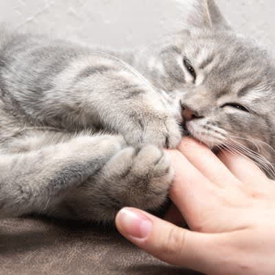 4 reasons why your cat is biting sweetly, how it's different from serious biting, and what you can do if you want to stop it.