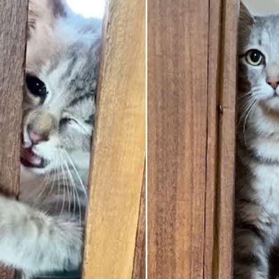 ``Please let me in...'' A kitten that suddenly appeared at the front door screamed frantically.In the record of one year since the first day, ``I can't stop crying...''