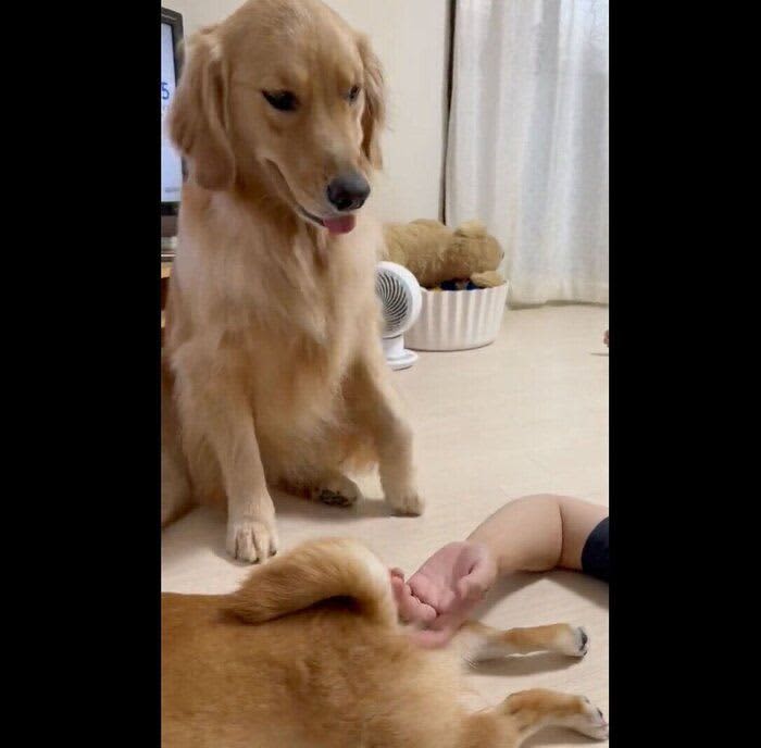 A dog who saw a native dog being petted has a cute behavior that conveys his feelings by saying, ``Pet me too!''