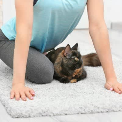Great compatibility!"Yoga class" where humans and rescued kittens relax together New Zealand