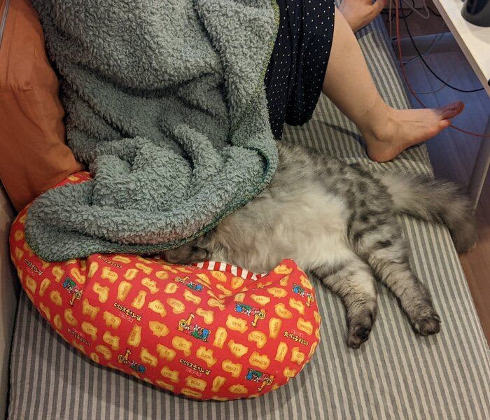 A cat that seems to be sleeping soundly and contently as it crawls into the blanket becomes a hot topic.