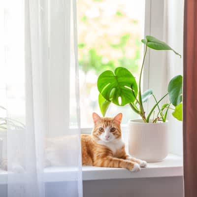 To prevent your cat from being kidnapped...3 things owners should do.Introducing actual incidents that happened in the past.