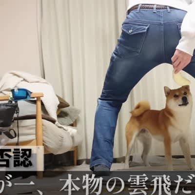 Is it finally time to rebel...?Shiba Inu caught red-handed ``I laughed at the breaking news'' ``I love 48NEWS too much''