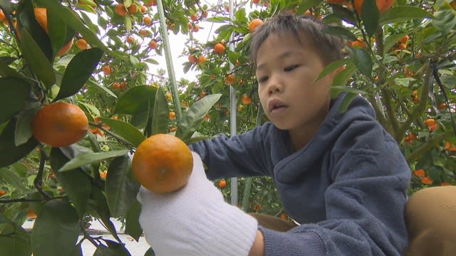 Nursery school children experience harvesting mandarin oranges - Red and sweet ``Ohara Beni Wase'' from Sakaide City Kagawa
