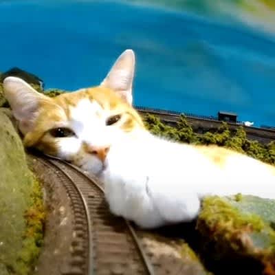 The railway diorama cafeteria with cats is a hot topic! ``Trains and cats are both adorable'' ``Looking at cats from the train angle...''