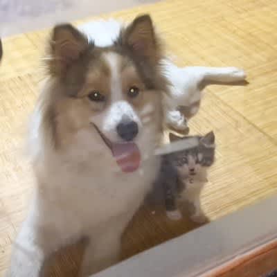A dog and cat watching over a rescued cat become a hot topic for being too kind. ``It's overflowing with cuteness and kindness.'' ``It brought tears to my eyes.''