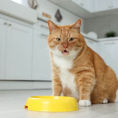 What if my cat complains?4 ways to behave when your cat “complains”
