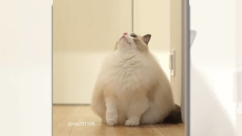 [Winter limited release] Fluffy Yukimi Daifuku ♡ cat is a hot topic