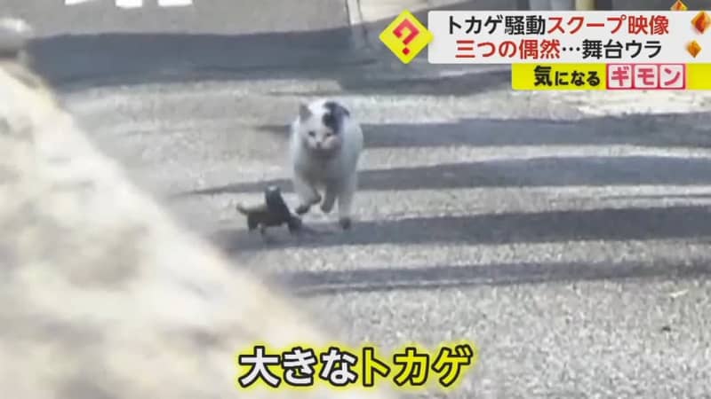 Approximately 300 million views "Lizard" desperately running away from cat becomes a hot topic "Three coincidences" that gave rise to the scoop Shodoshima Town, Kagawa
