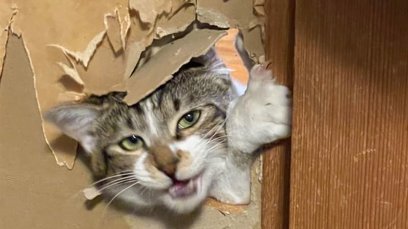 “It finally penetrated.” The smug look on the cat’s face after tearing through the fusuma with a nail sharpener is amazing… Is this a routine that has continued from the previous cat?The moment it opened...
