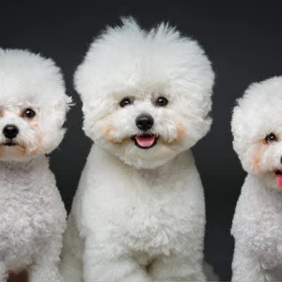 5 dog breeds with curly hair!Explaining the characteristics and care precautions of each