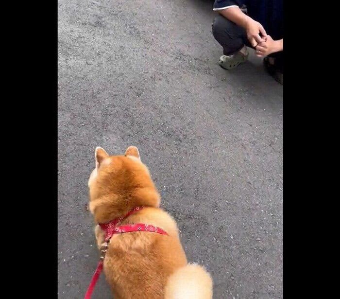 散歩から帰ってきた愛犬を「おかえり」と出迎えるパパさん　まさかの「悲しい展開」が待って…