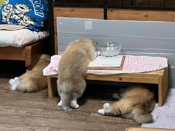 A puppy sleeps while leaning against a drinking table while standing up. What psychology can we glean from his behavior?