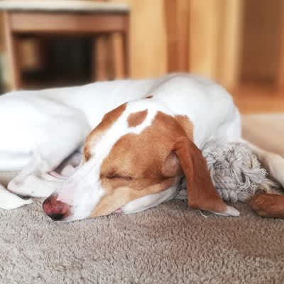 Is it okay to leave the floor heating on while your dog is away?Possible adverse effects and measures to be taken