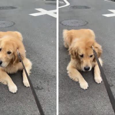 ``45 kg pet dog VS owner'' turned into a rejected dog in the middle of the road!Voices of struggle one after another: ``I can't carry 45 kg...'' ``...