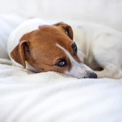 4 Signs Your Dog Is Sensitive to Cold - Symptoms You Shouldn't Ignore and Measures Owners Can Take