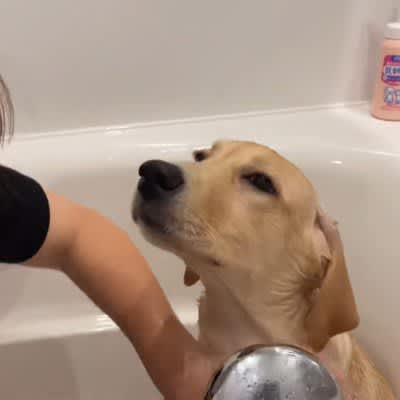 ``It's such a nice bath...'' Many people are soothed by the sight of their puppy taking a bath for the first time. ``I put bubbles on his nose...''