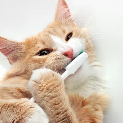 3 "incorrect tooth brushing methods" that are detrimental to your cat's health Introducing low-stress dental care methods